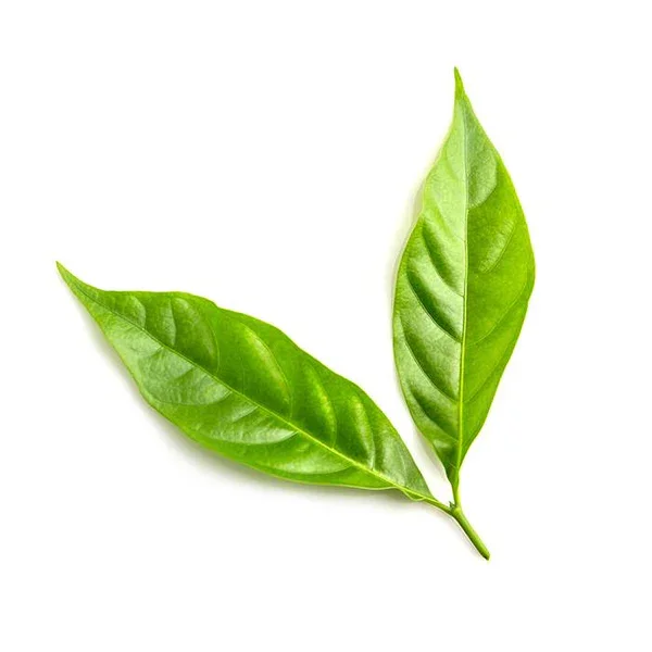 tea tree oil.webp