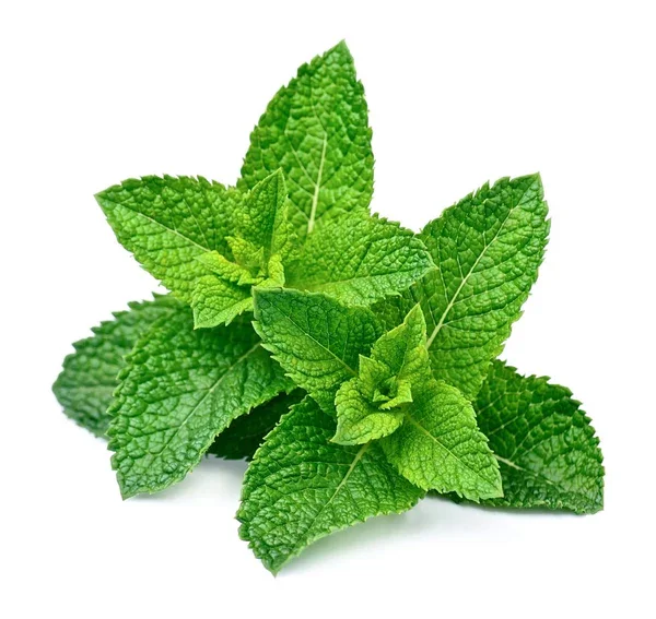 spearmint.webp