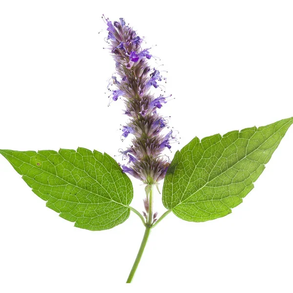 patchouli.webp