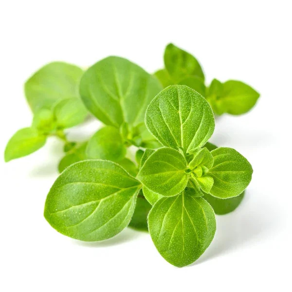 oregano leaves.webp