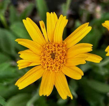 TwinArnica1.webp