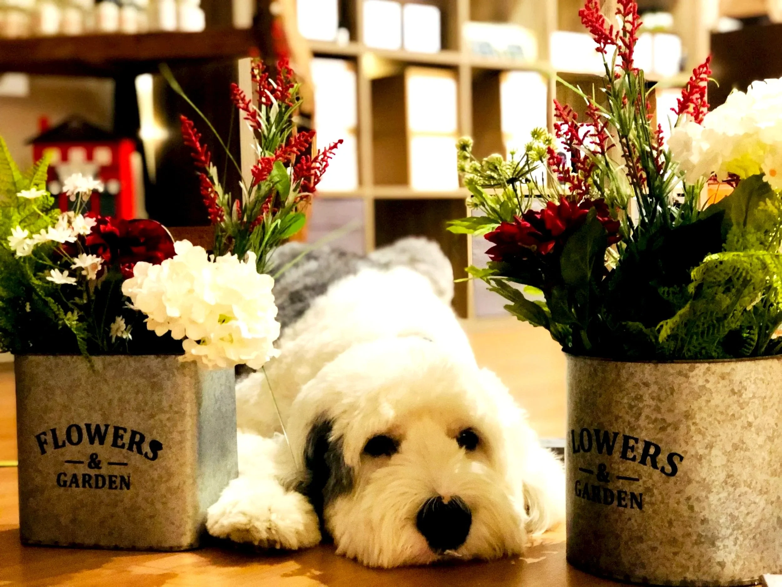 A white and black fluffy puppy lying on a wooden floor between two flower pots with bright flowers, in front of a blurred background of a wooden bookshelf or storage unit.