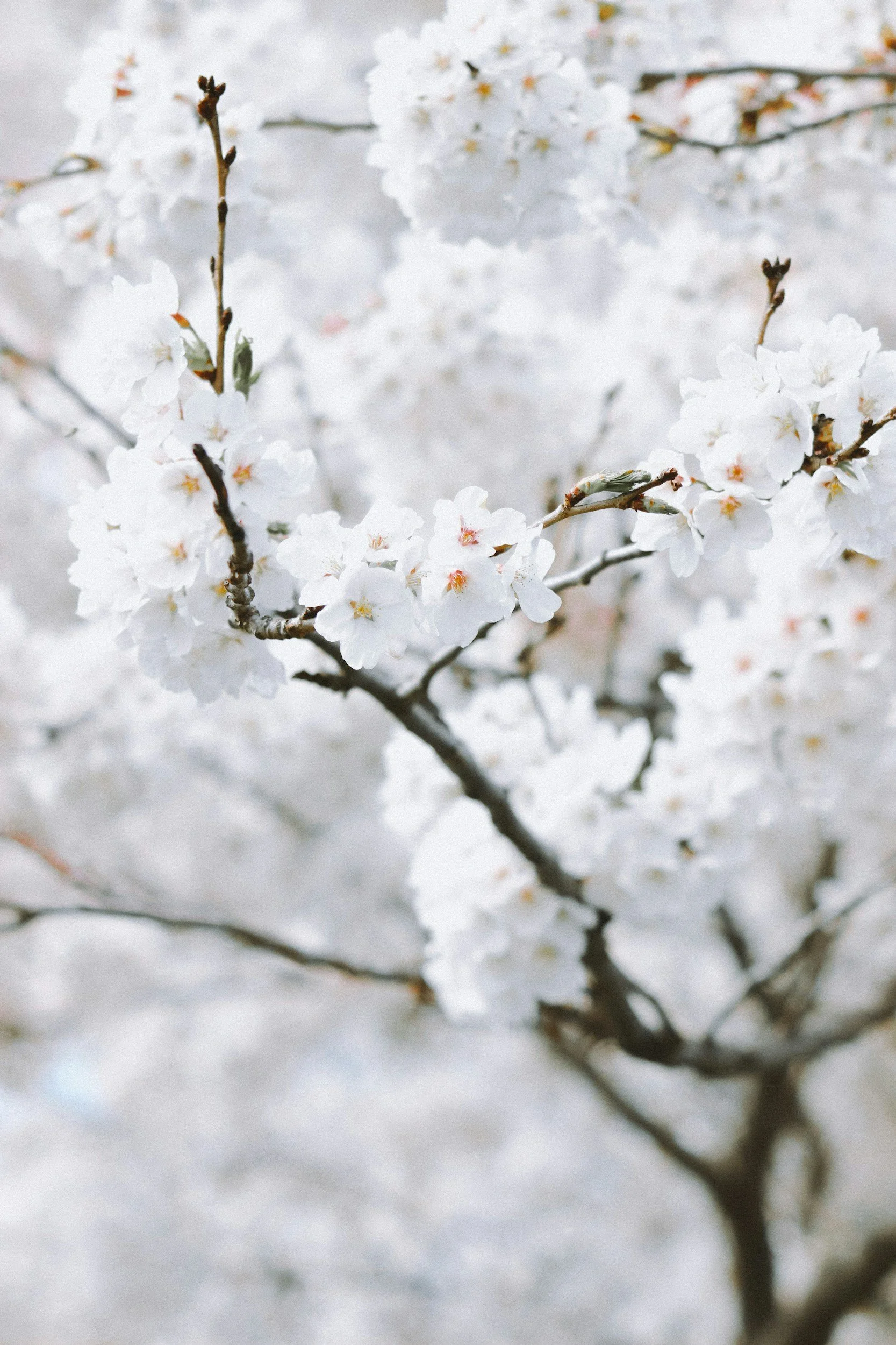 Close-up of white cherry blossoms on a branch with snow in the background.