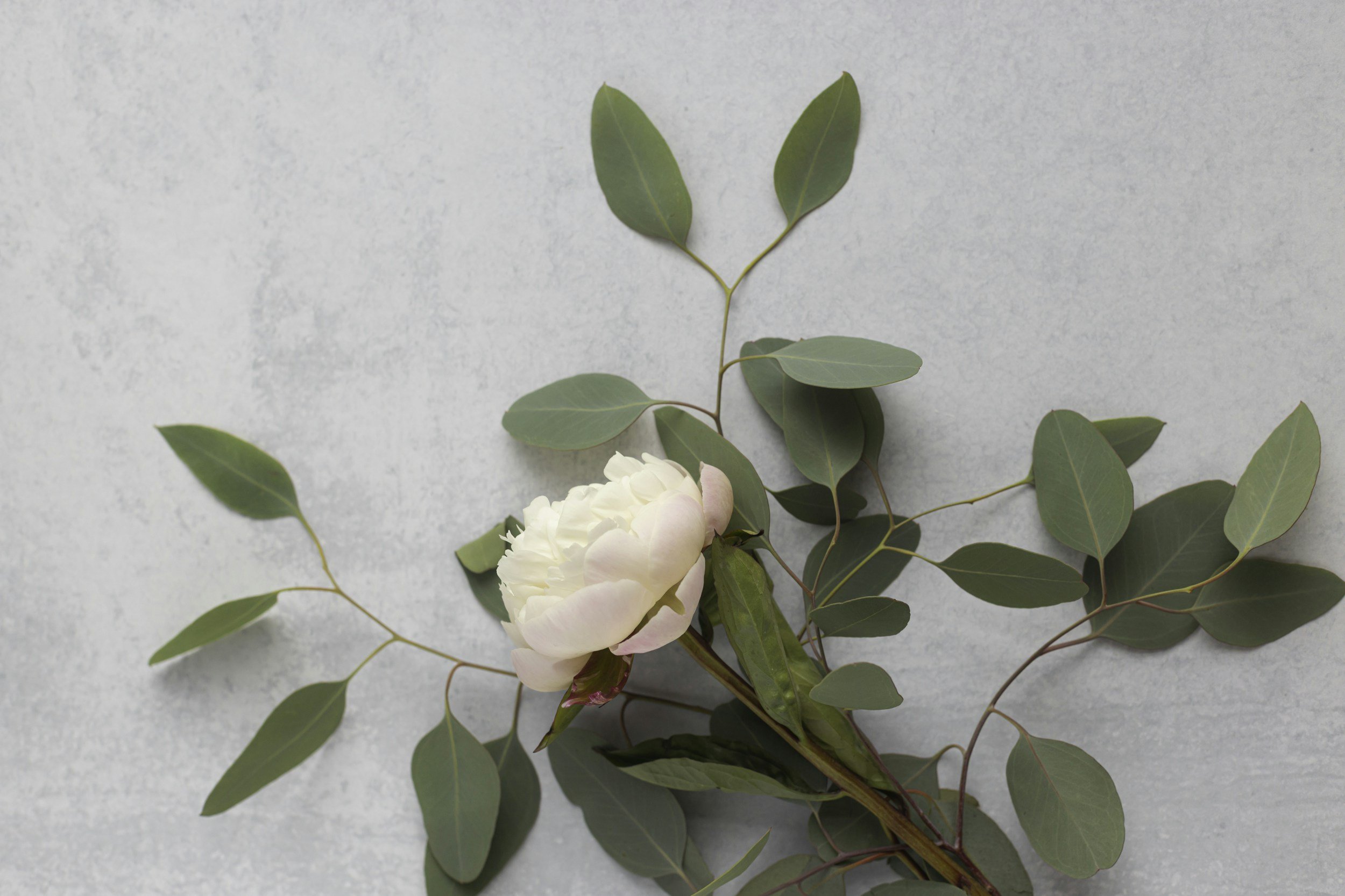 A small bouquet of white and pink peonies with green eucalyptus leaves on a light blue background.