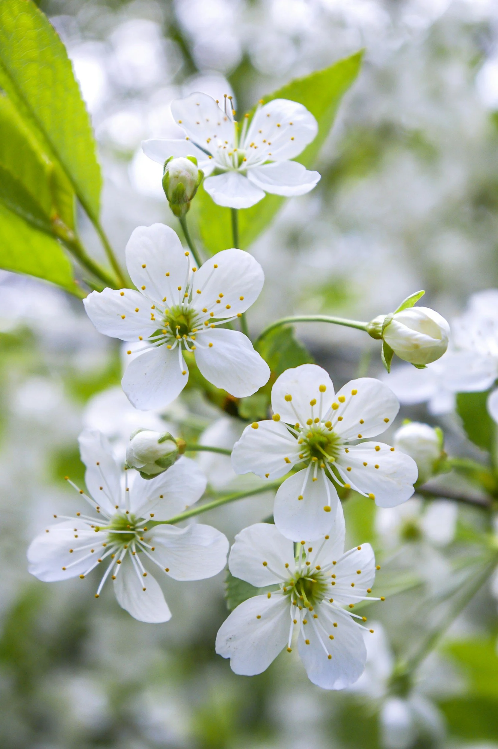 Close-up of white blossoms on a tree branch with green leaves in the background.
