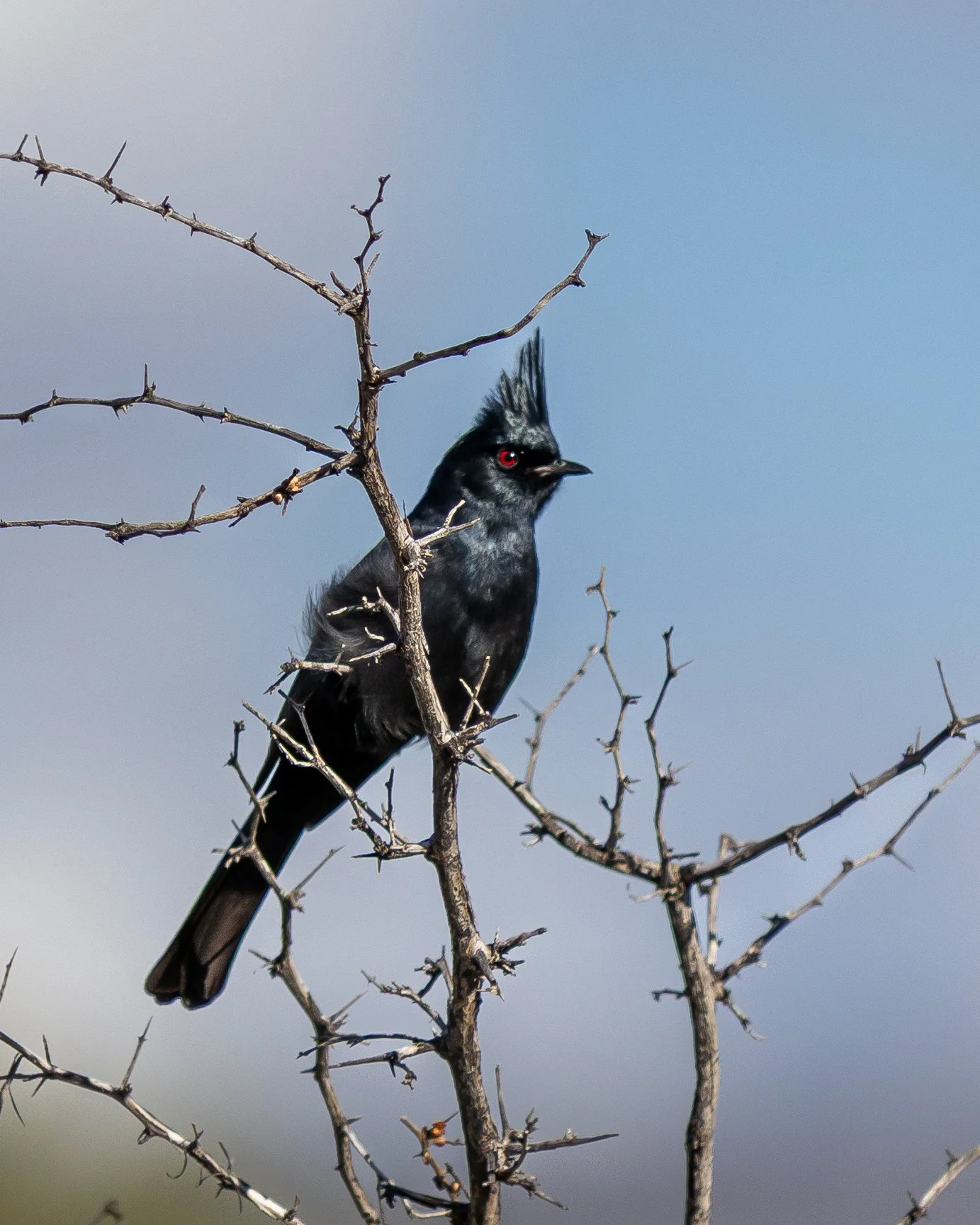 Oestreich_Collin_032126-21 2.jpg