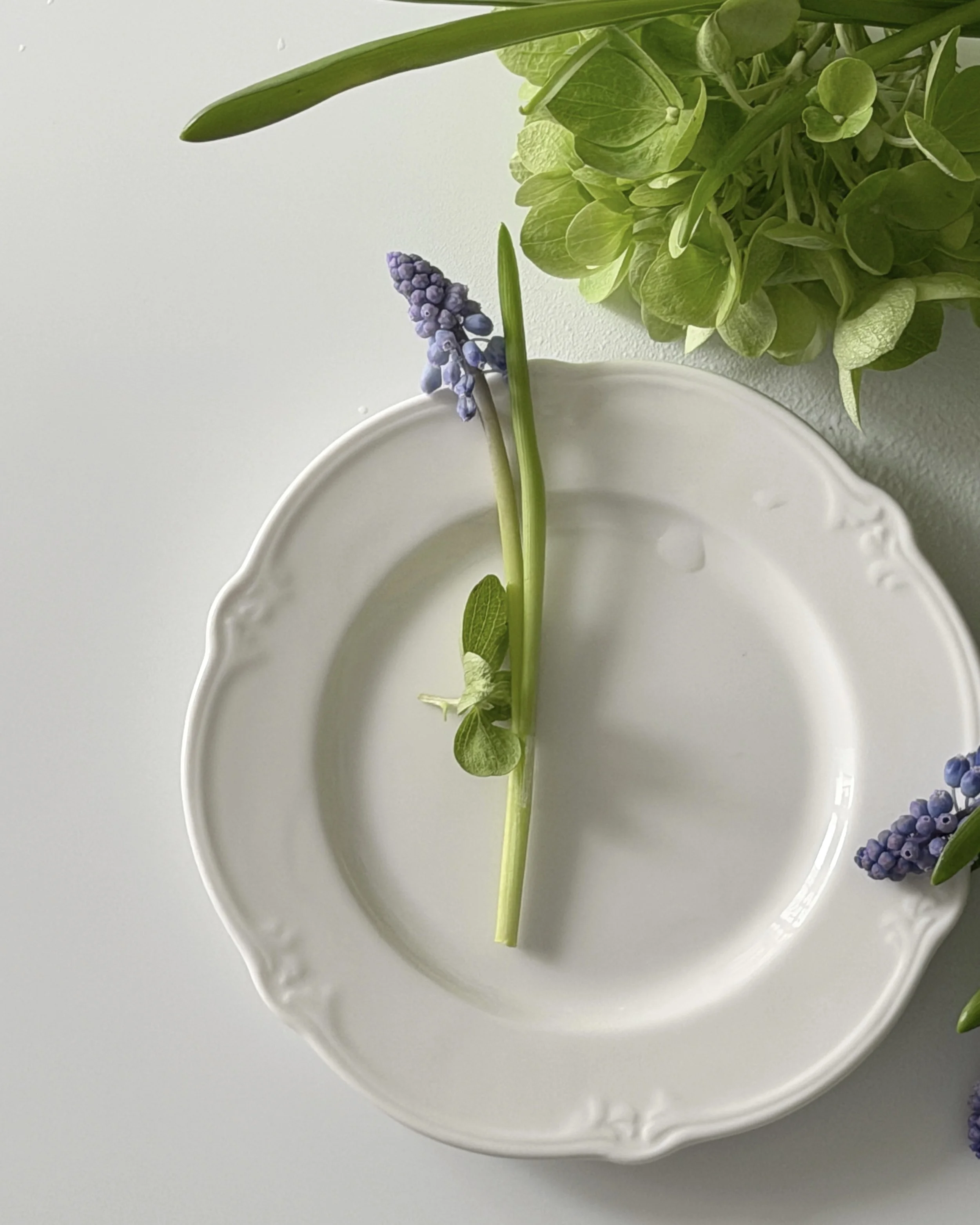 Muscari