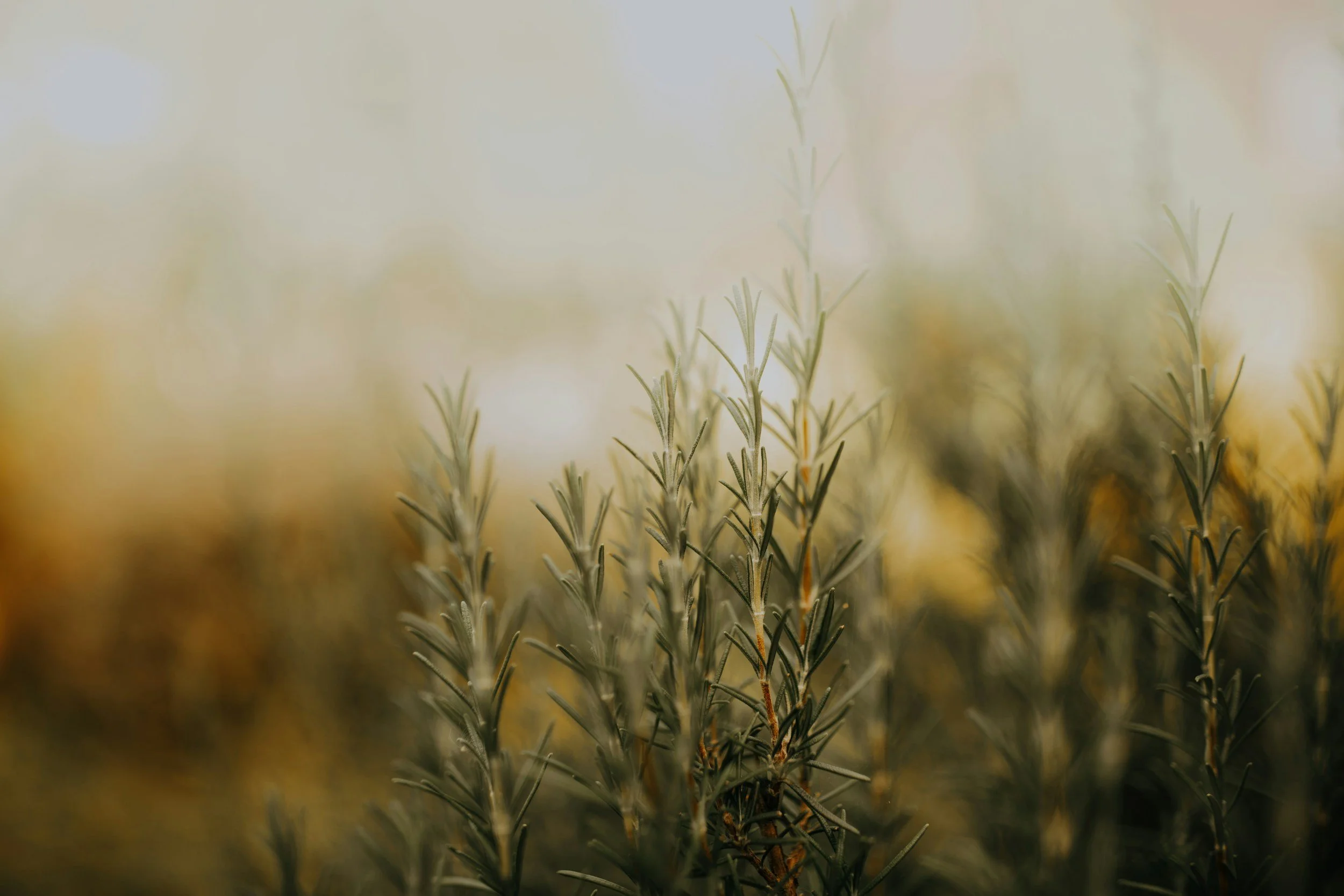 Close-up of rosemary plant with green, needle-like leaves, blurred background with warm tones.