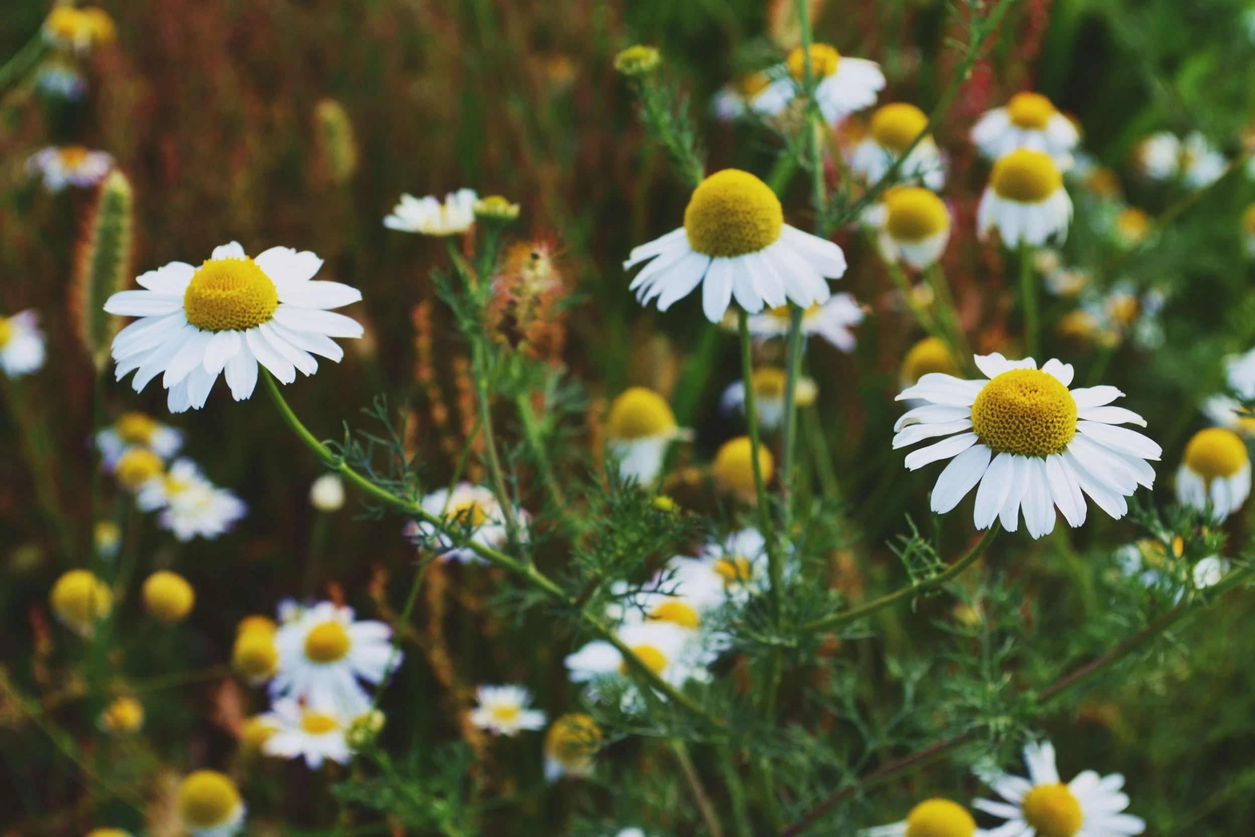 Soothing the Soul: The Role of Aromatic Herbs in Grief Support &amp; End of Life Care