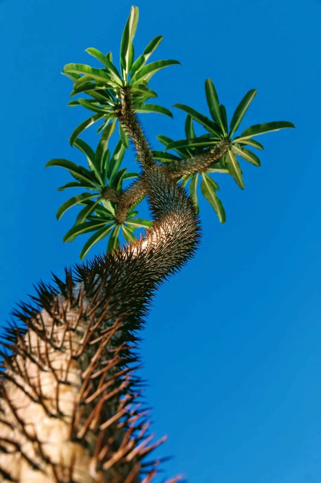 Close-up of a tall cactus tree with green leaves and spines against a bright blue sky.