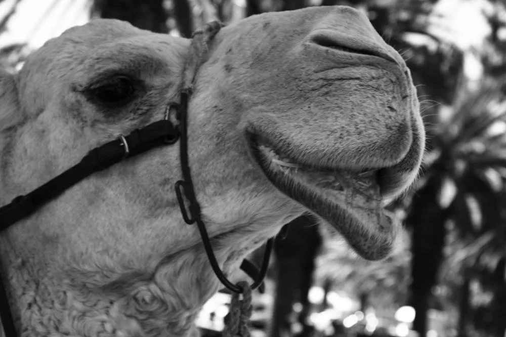 Close-up of a camel's head with a slightly open mouth, showing its nose and eye, outdoors with blurry trees in the background.