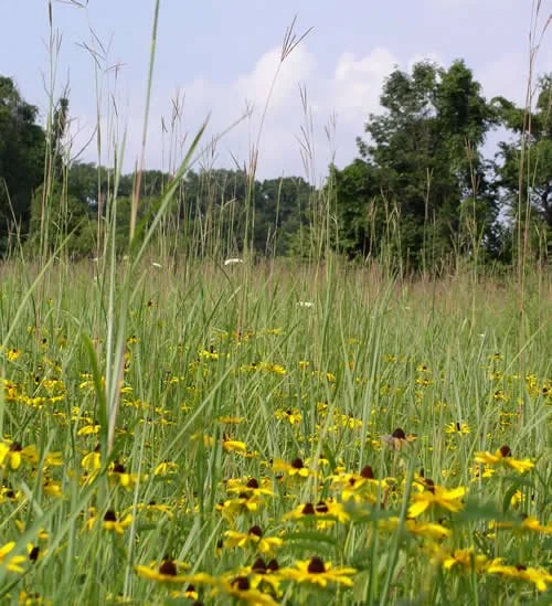 Native Meadow Cultivation