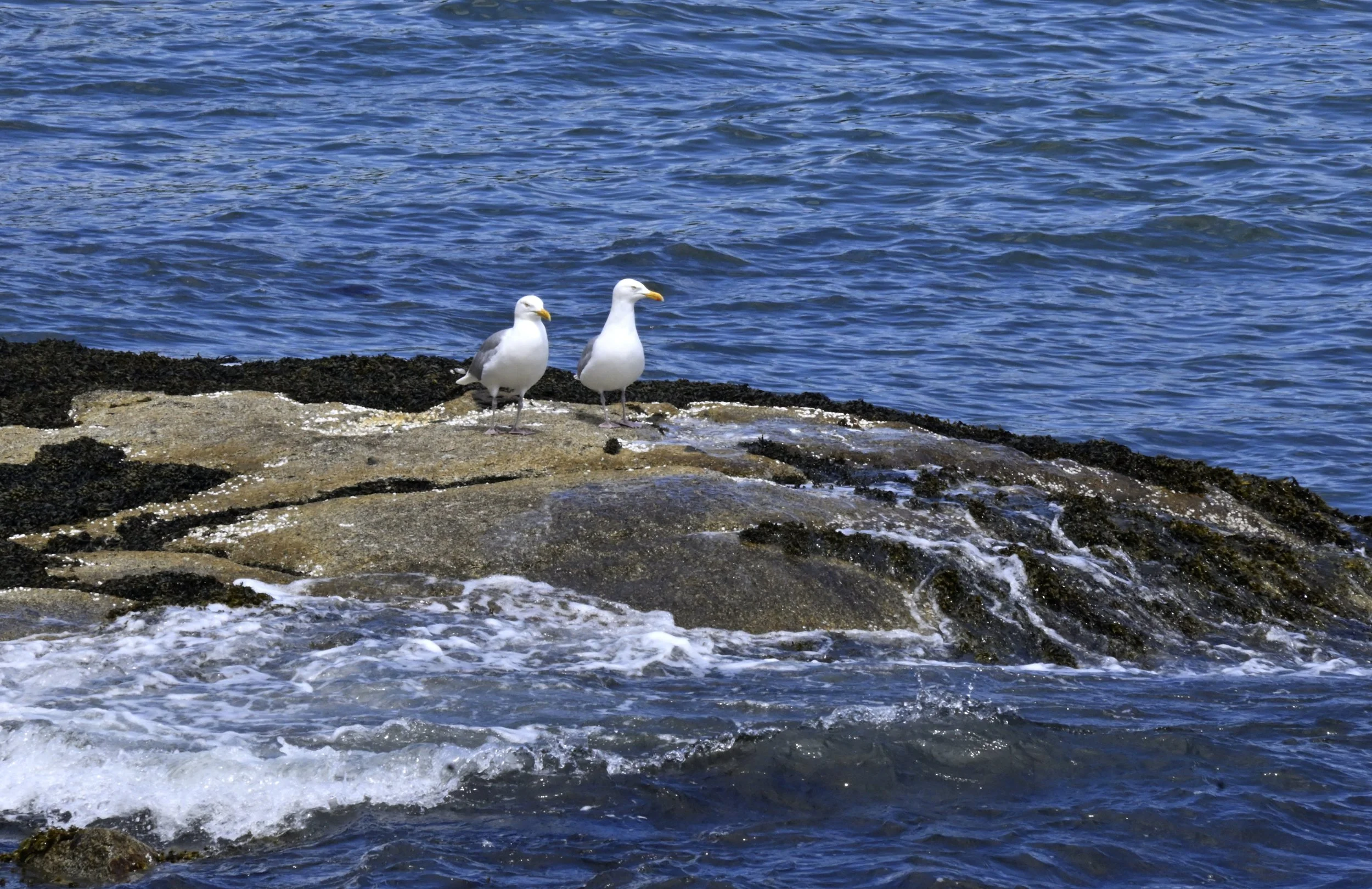 _DSC7700.JPG