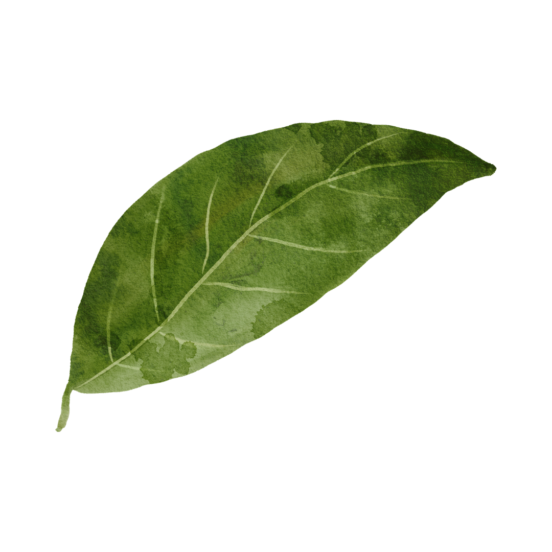 Green watercolor leaf with visible veins on transparent background