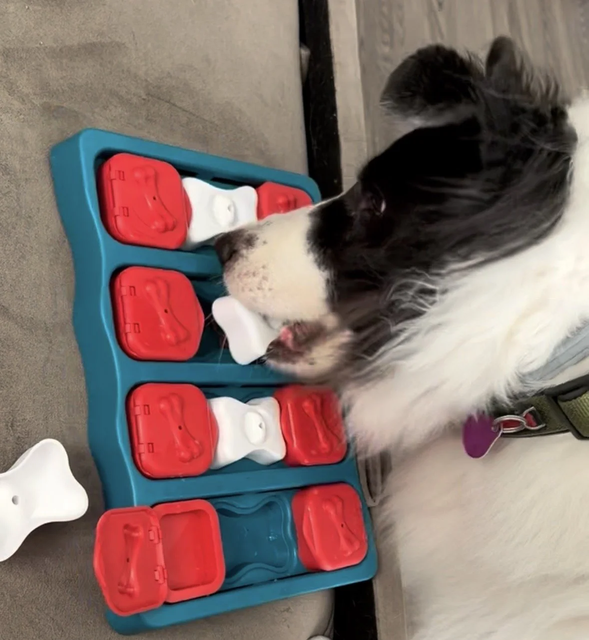 Cachorro de raça Border Collie brincando com um quebra-cabeça de distribuição de guloseimas em uma superfície de cimento.
