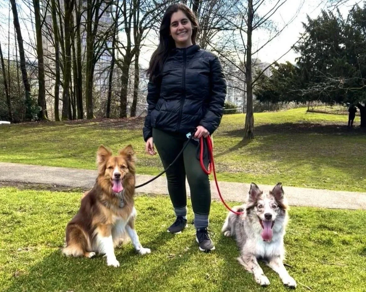 Calm Canine Care's trainer calmly handling two border collies in a structured way. Picture taken during the board and train program
