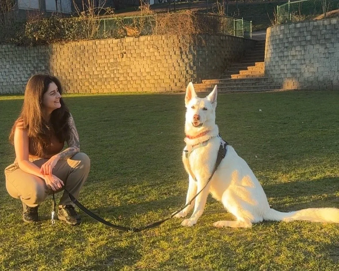Calm Canine Care's trainer is crouched besides the Swiss Shepherd in an ongoing private training session.