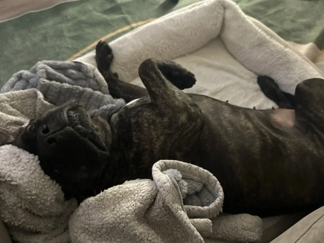 Filhote de cachorro de raça indistinta, com pelagem escura e manchas, deitado de costas em uma cama, cercado por mantas e roupas.