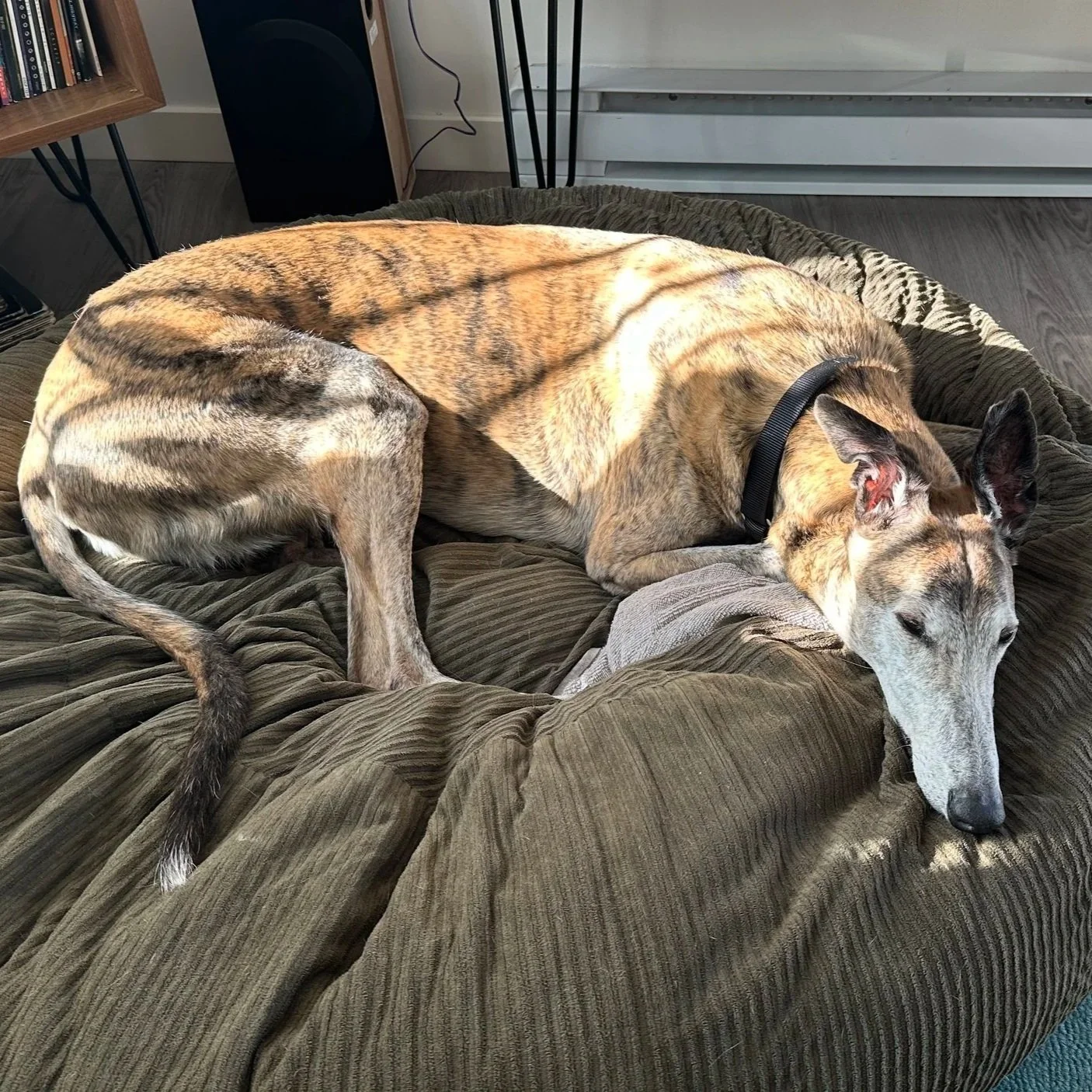 A greyhound resting calmly during one of its private premium boarding at Calm Canine Care.
