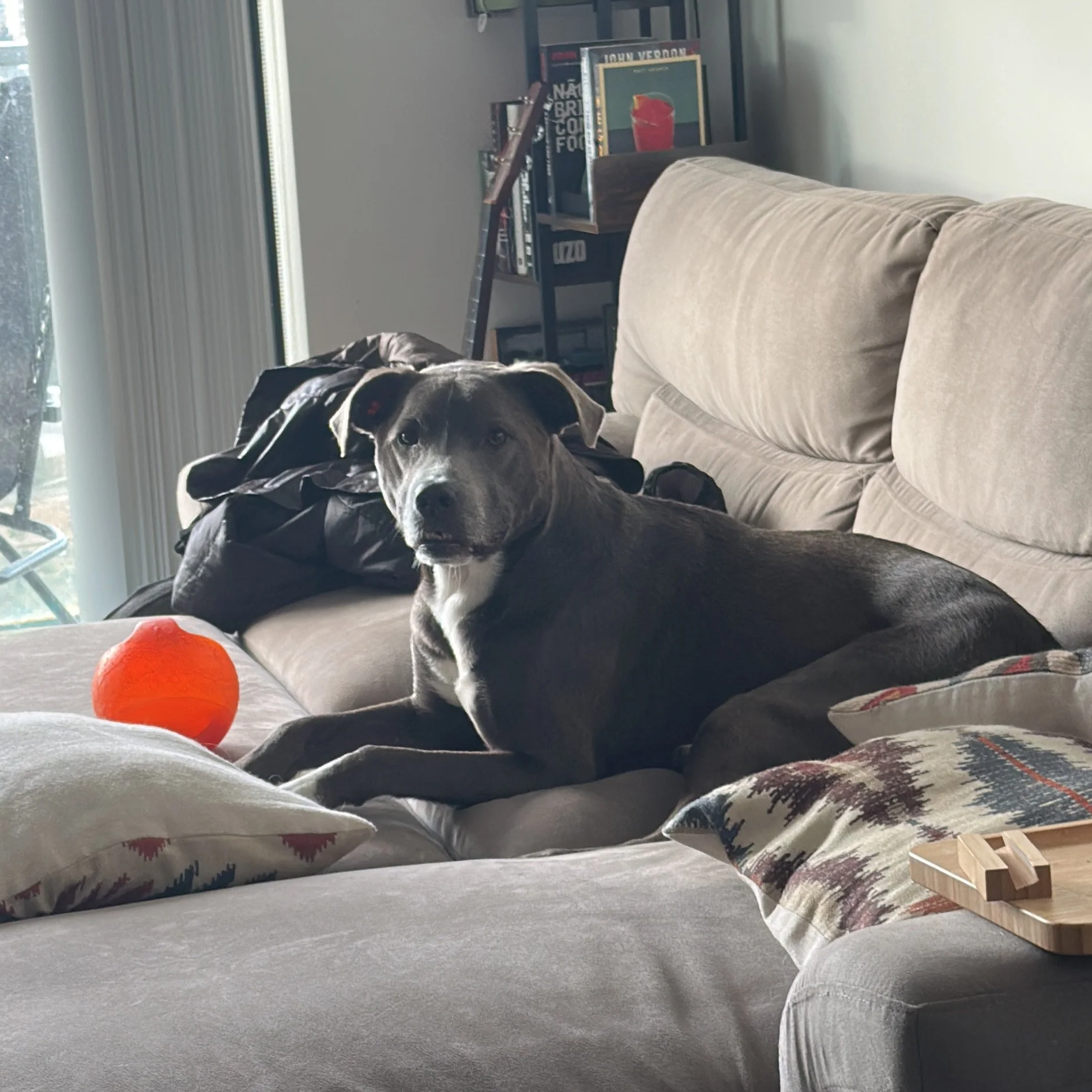 A pitbull resting calmly during its premium Boarding at calm canine care