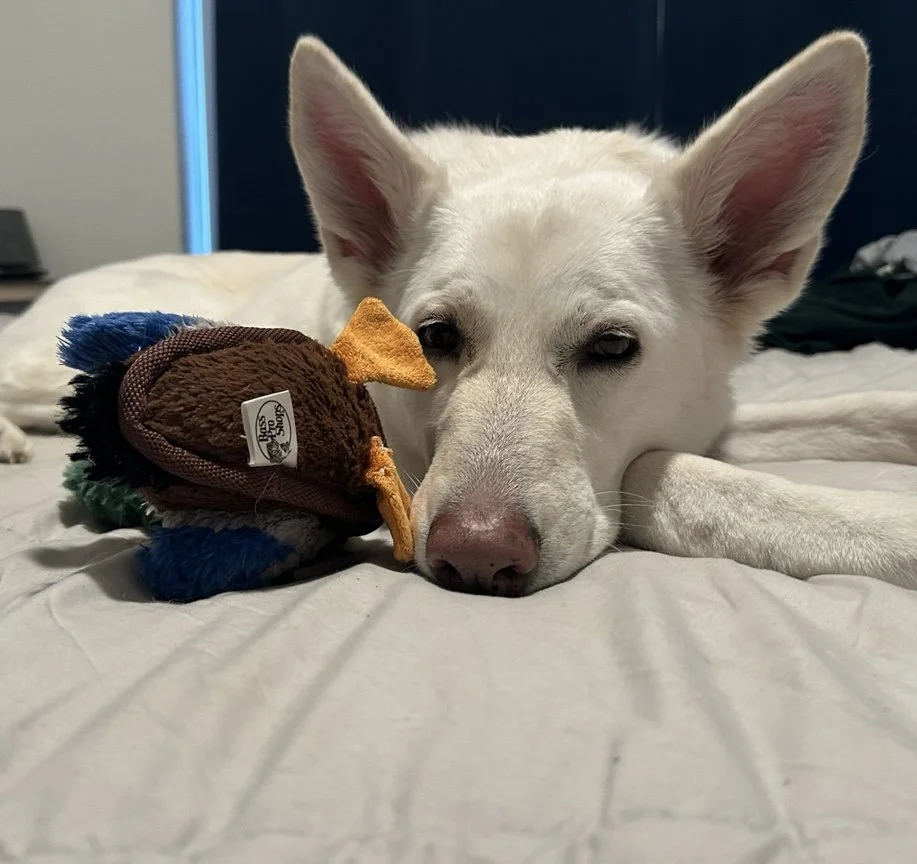 Cachorro branco deitado em uma cama, com um brinquedo de pelúcia ao lado