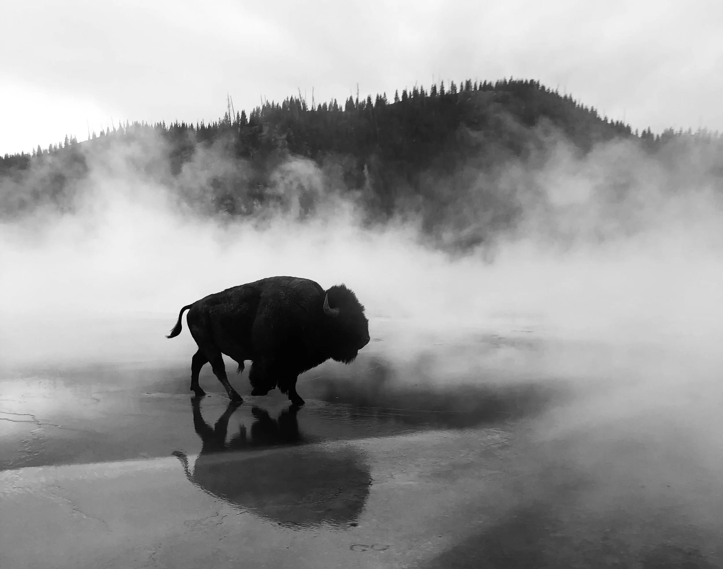 “Bison in the Mist”