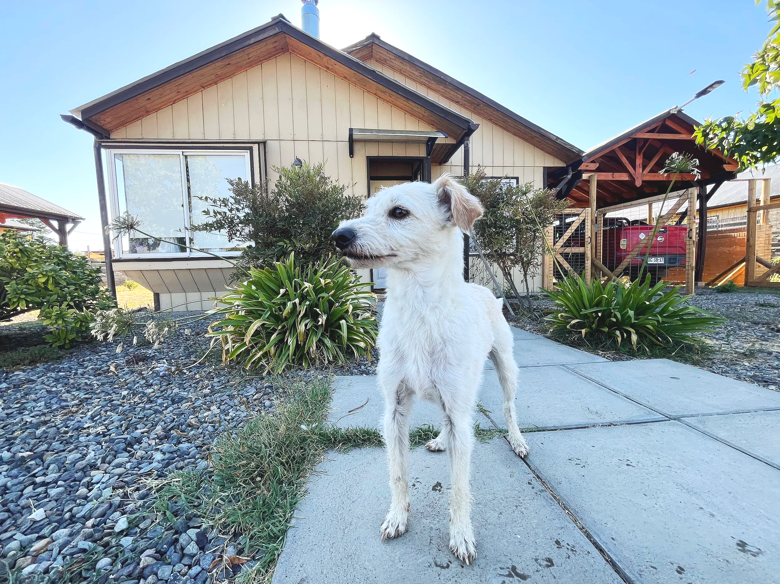 Perro con pelaje blanco, de tamaño mediano, de pie en un camino de concreto y césped, frente a una casa de madera con ventanas grandes y un estacionamiento, en un día soleado con cielo despejado.
