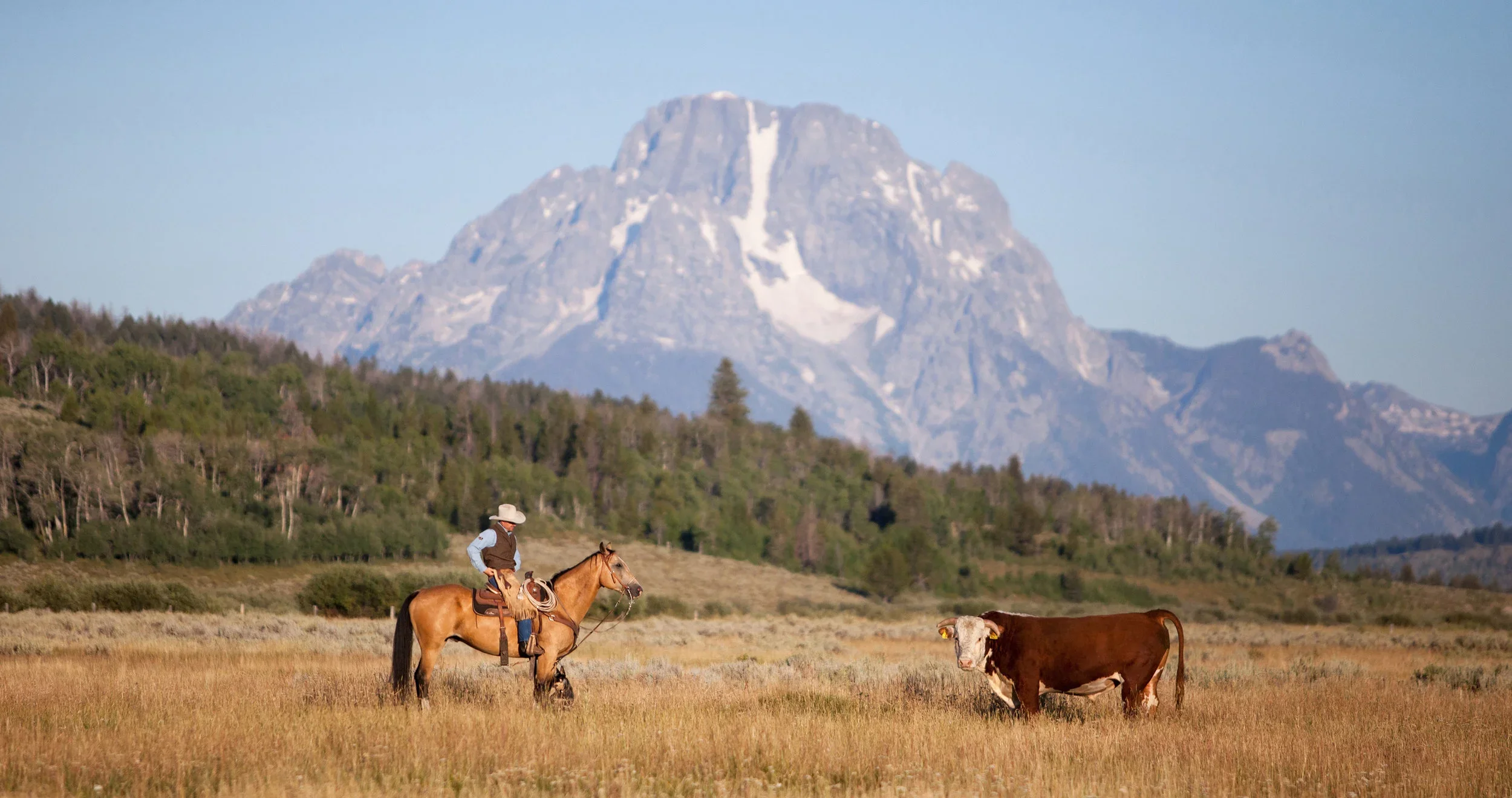 A cowboy riding a horse in a field with mountains in the background, including a prominent snow-capped peak.