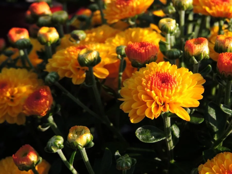 DSCN2115.JPG