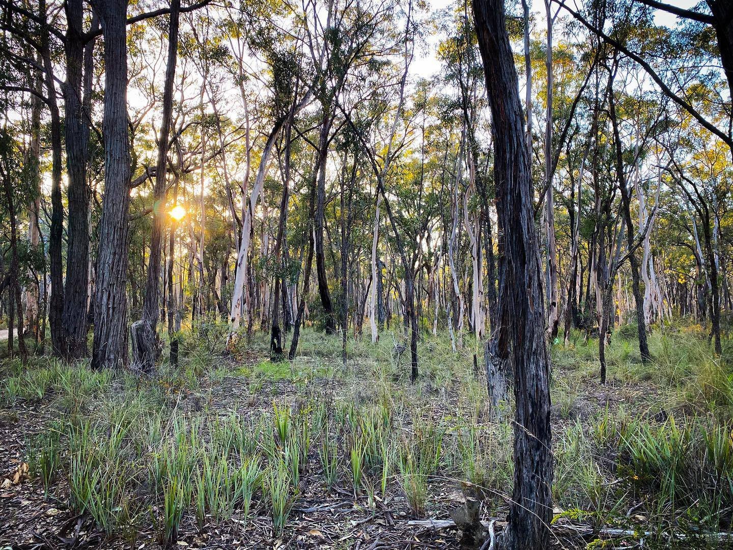 Sunset through a forest of tall trees with green foliage and grass on the ground.