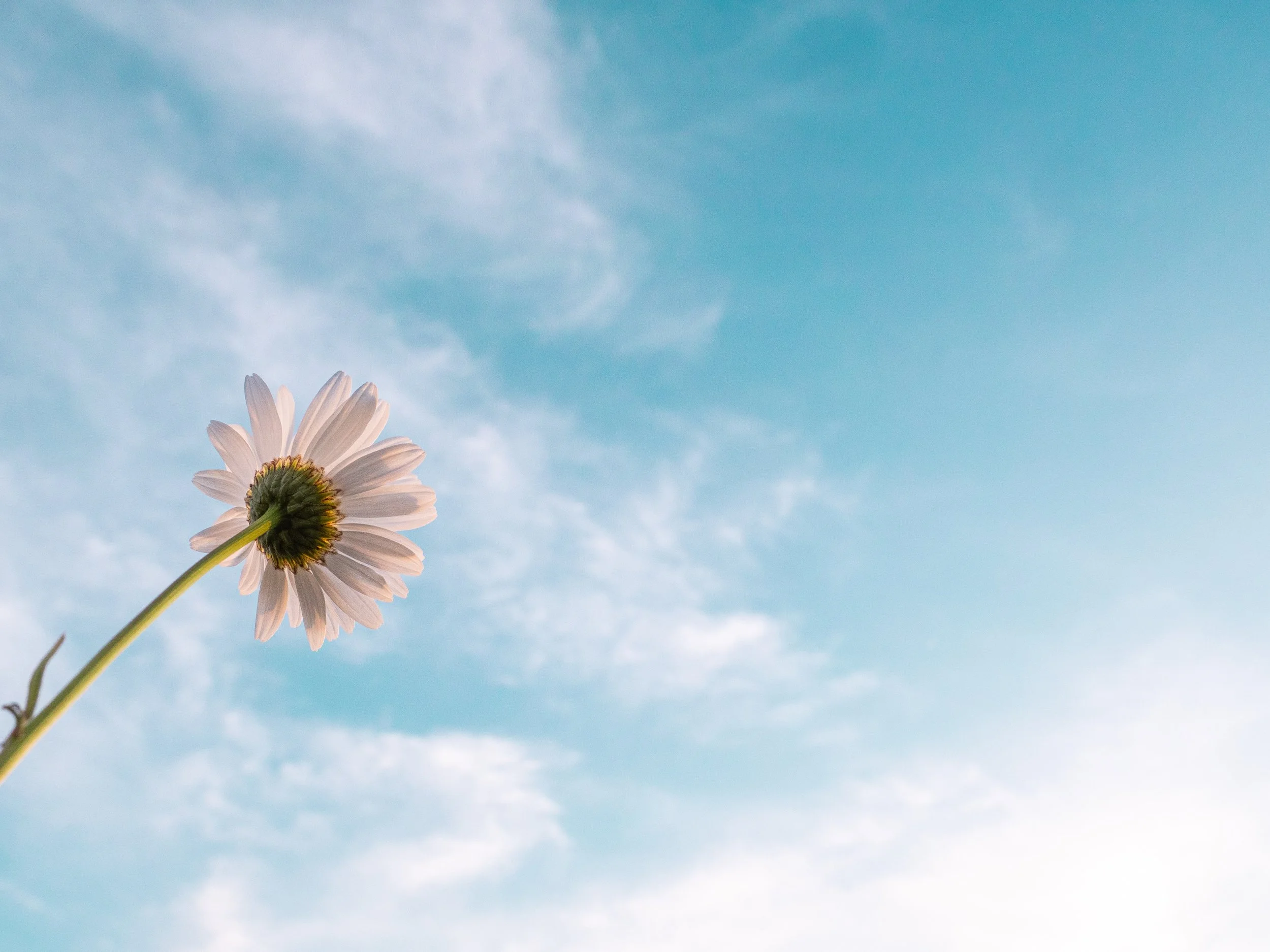 Somatic Therapy, Somatic Healing, you can feel like a blooming flower in a spacious sky