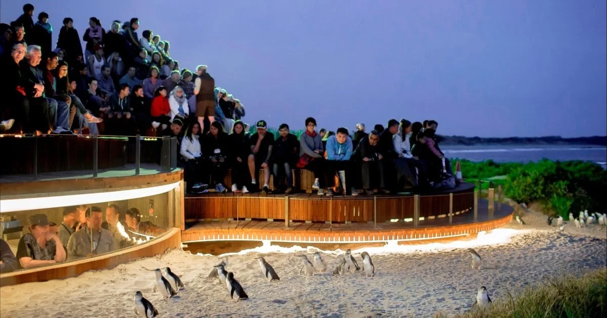Phillip Island Penguin Parade