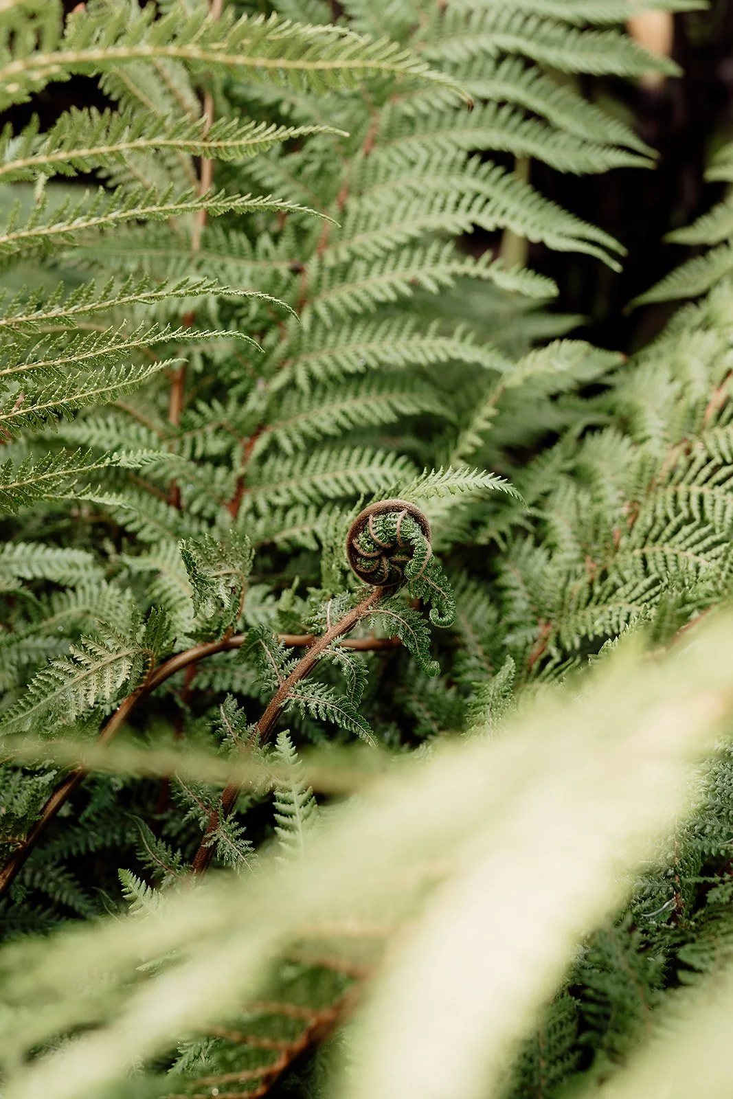 Close-up of green fern leaves with a curled fern frond at the center.