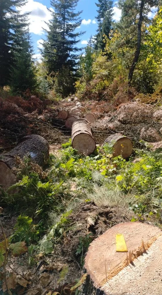 David Reed Tree Service.jpg