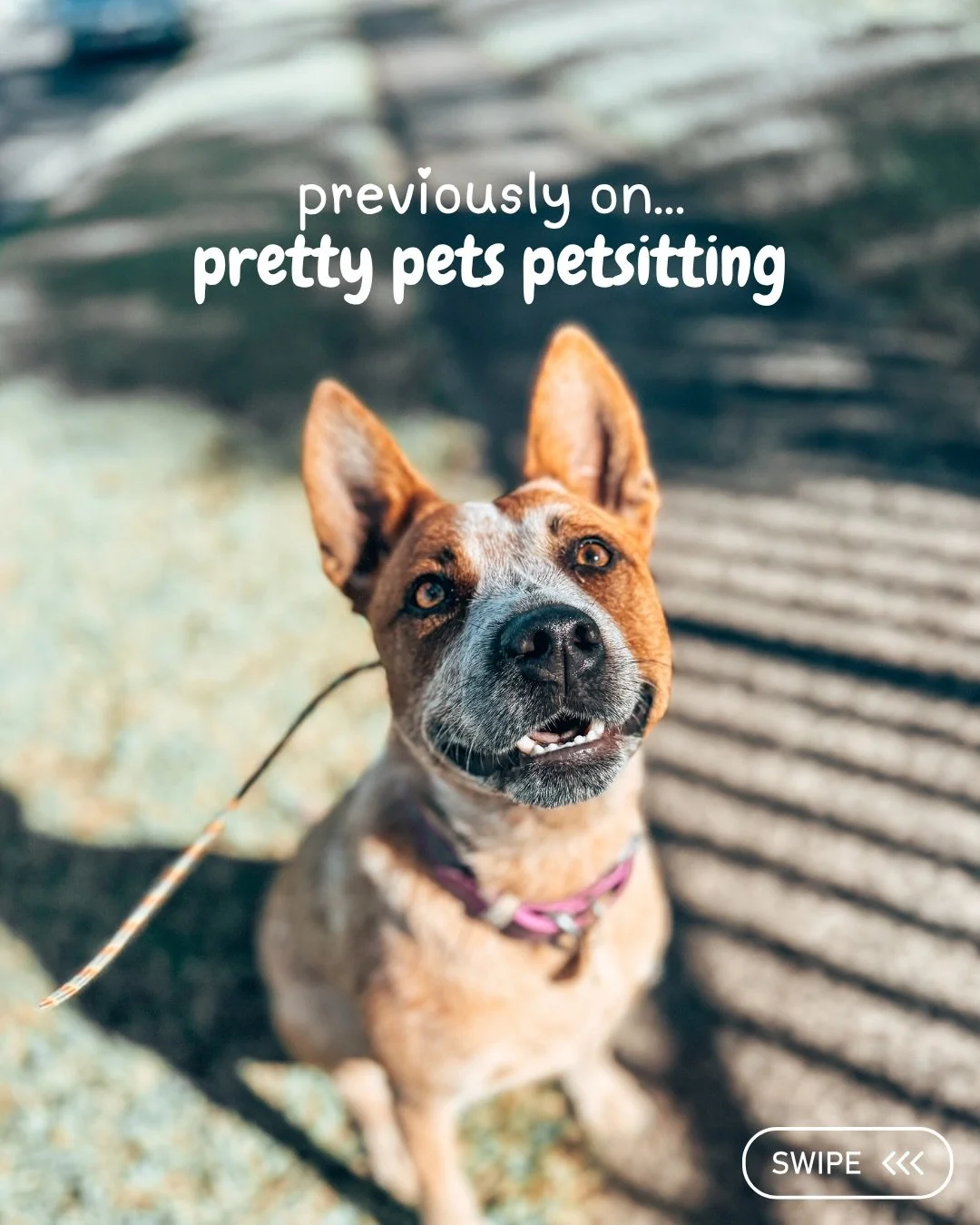 this is what the past week has looked like for the team at Pretty Pets Petsitting 🩷🐾 it&rsquo;s been a busy one and we have loved every minute! 🥰

for cuddles!! 💖

𝙖𝙧𝙚 𝙮𝙤𝙪 𝙡𝙤𝙘𝙖𝙩𝙚𝙙 𝙞𝙣 𝙬𝙤𝙡𝙡𝙤𝙣𝙜𝙤𝙣𝙜? 🩷 𝙙𝙤 𝙮𝙤𝙪 𝙣𝙚𝙚𝙙 𝙖
