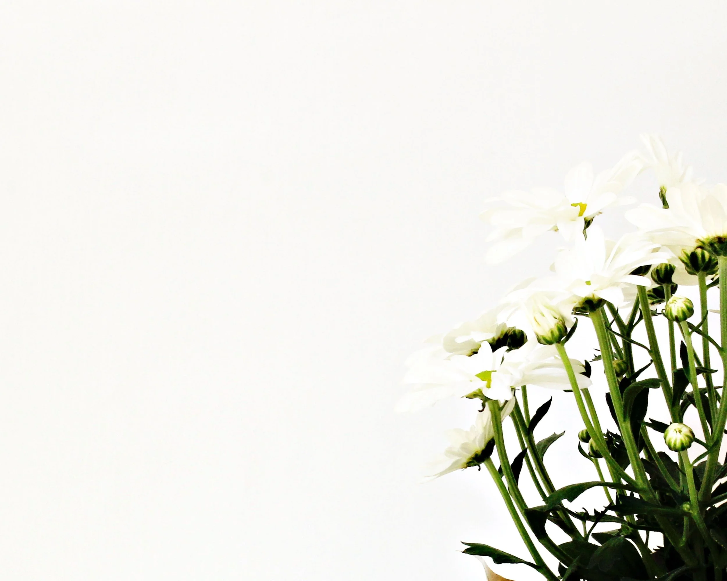A bunch of white flowers with green stems and buds against a plain white background.