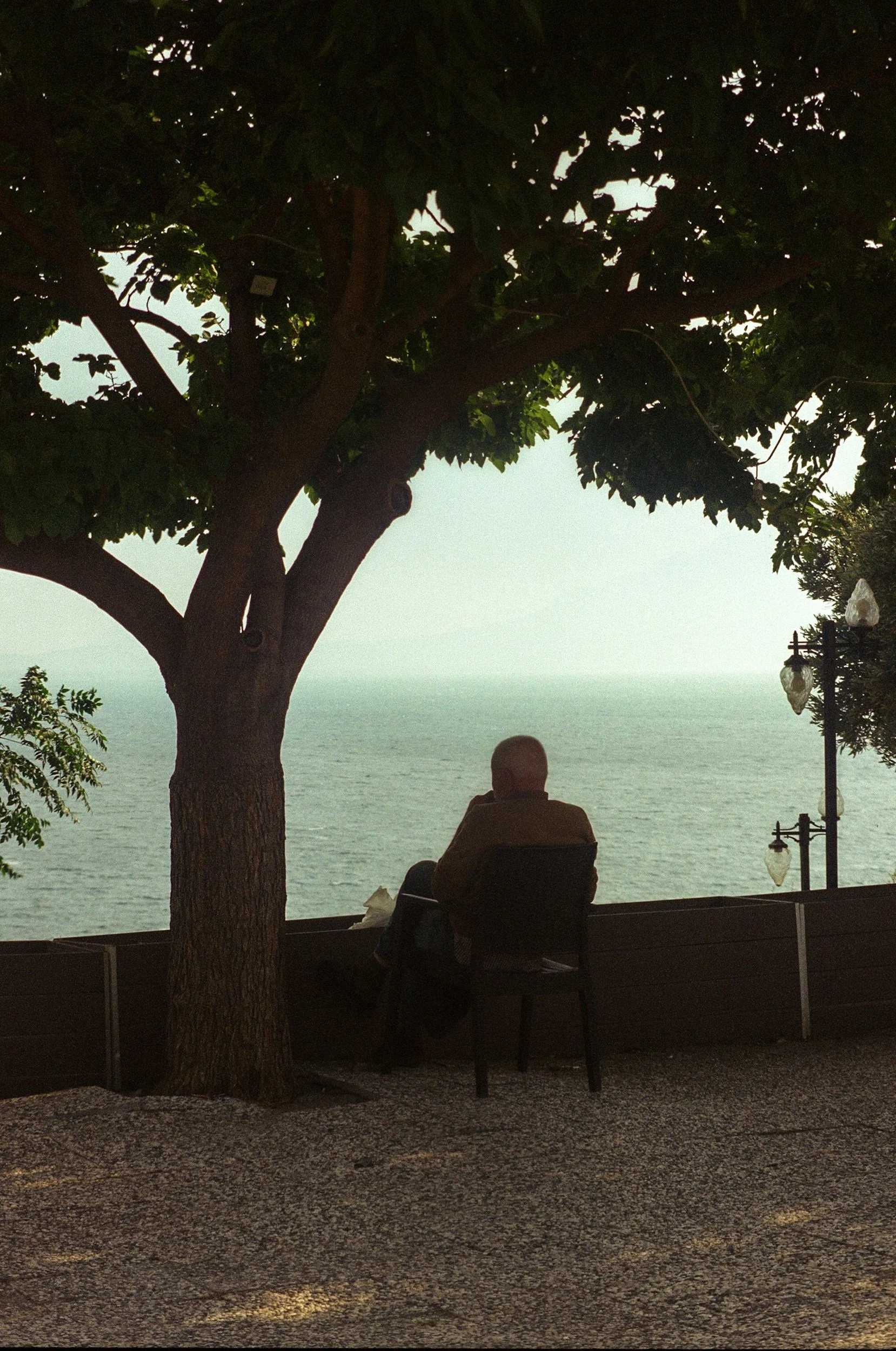 A person sitting on a bench near a body of water, under a large tree, during evening or sunset.