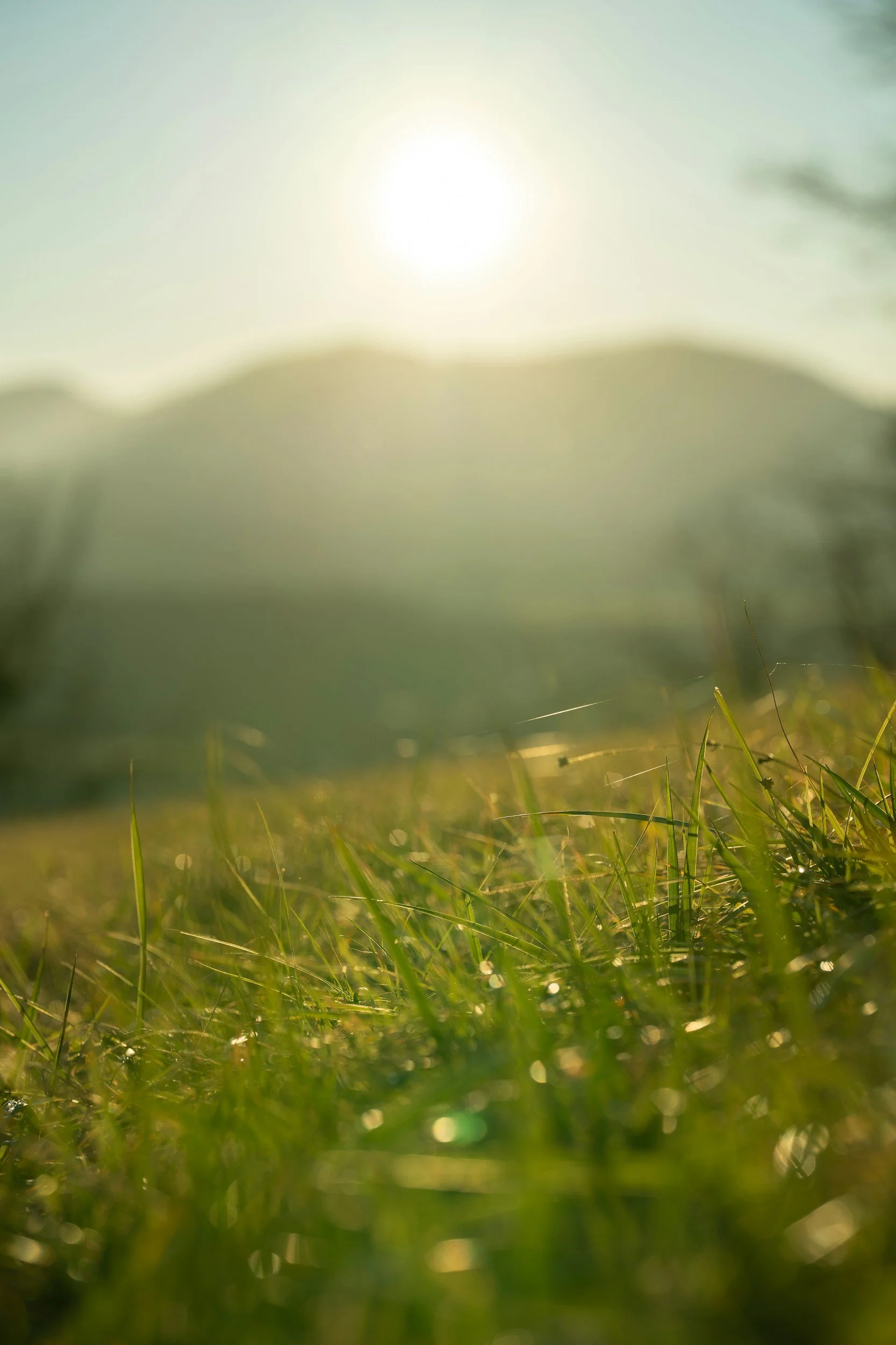 Photo taken from ground level showing green grass with sunlight and out-of-focus background