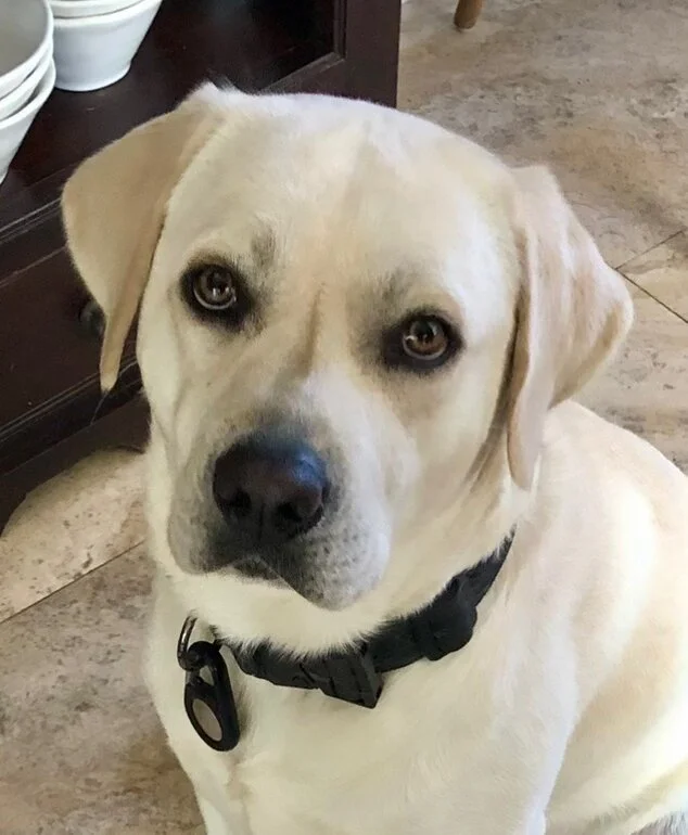 Close-up of a yellow Labrador Retriever dog sitting on the floor, looking directly at the camera.