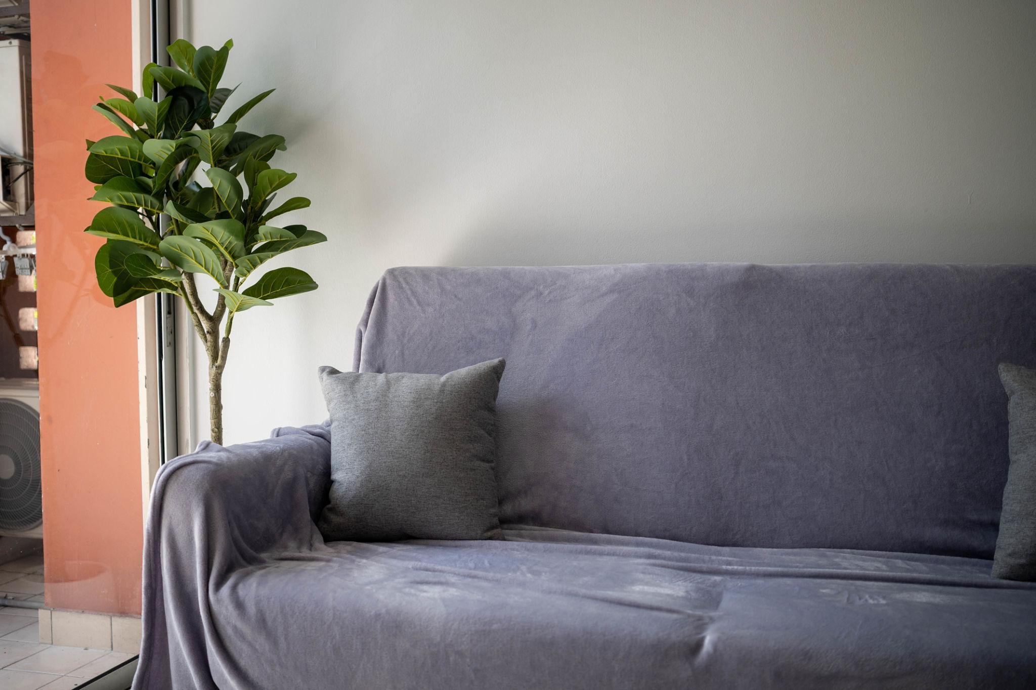 Indoor scene with a grey sofa covered with a fabric throw or slipcover, matching grey cushions, a green houseplant with broad leaves in the background, and a wall with a large window or door frame.
