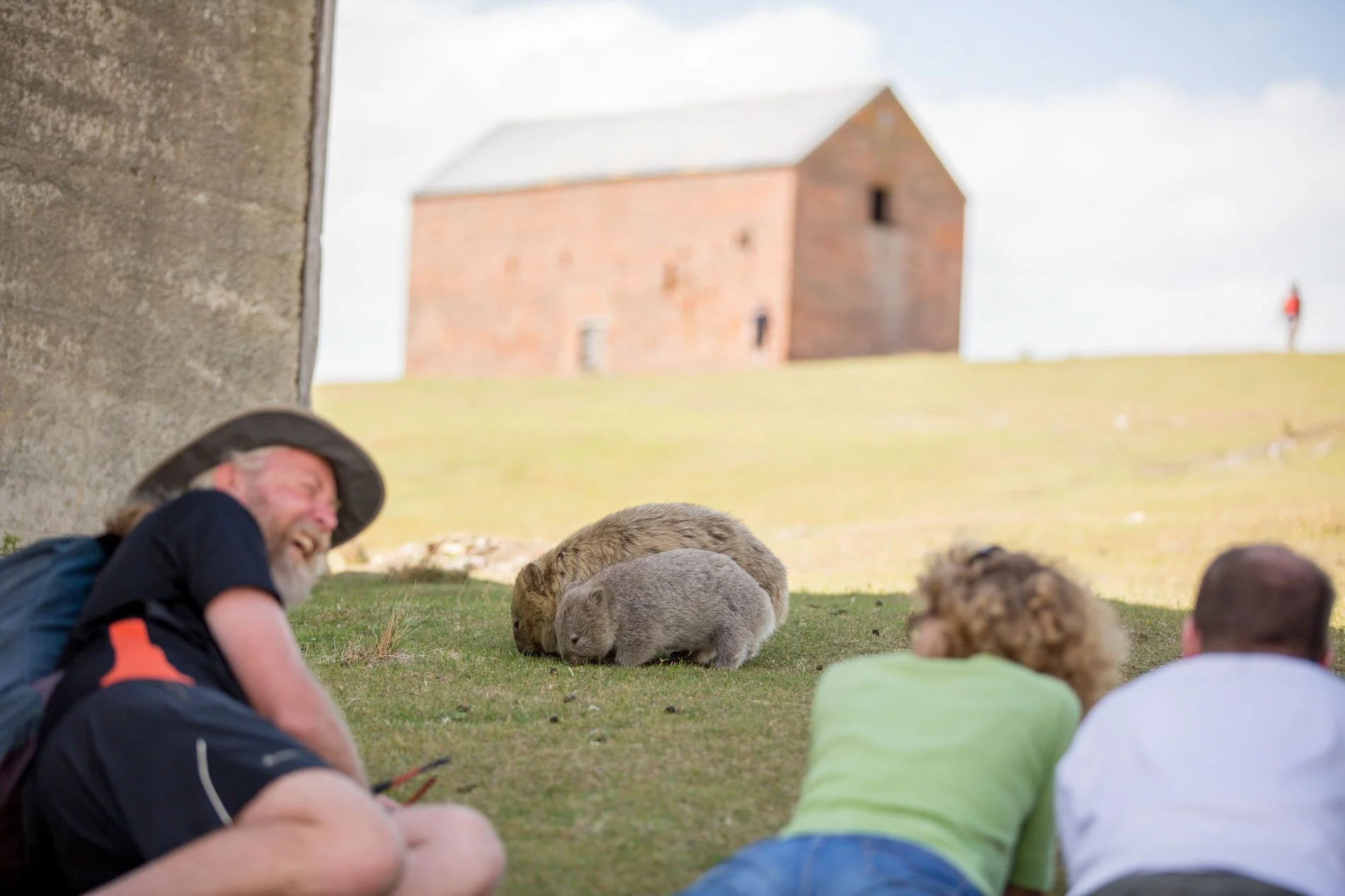 A Tours Tasmania guide with people lying on the grass looking at a large Wombat on Maria Island, Tasmania. There is a historic brick building and a grassy hill in the background.