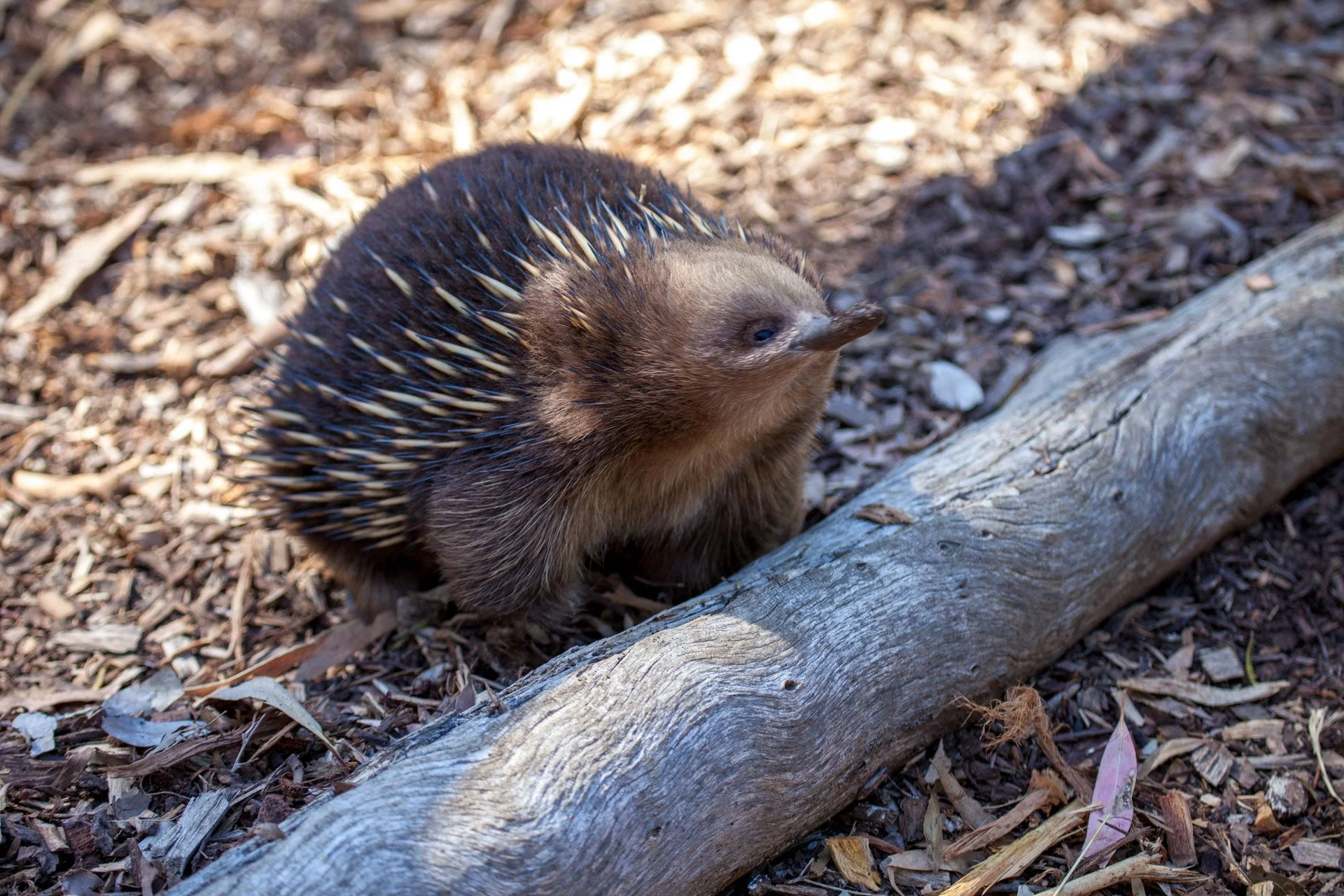 An echidna with brown fur and white-tipped spines on its back, standing on ground covered with dried leaves and bark, near a fallen log.
