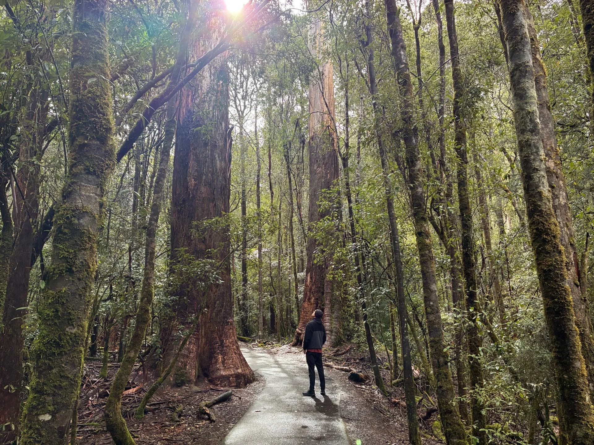 A person walking on a trail through a dense forest in Mt Field National Park with tall trees covered in moss, sunlight filtering through the canopy.