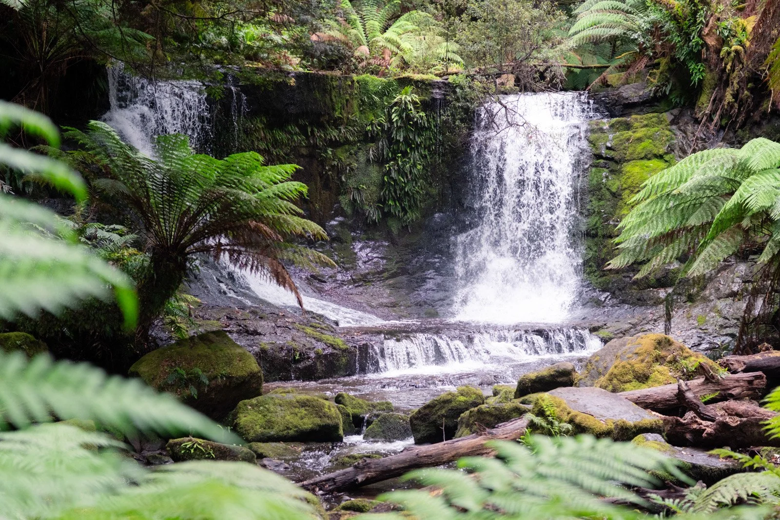 Mt Field, Wildlife & Mt Wellington