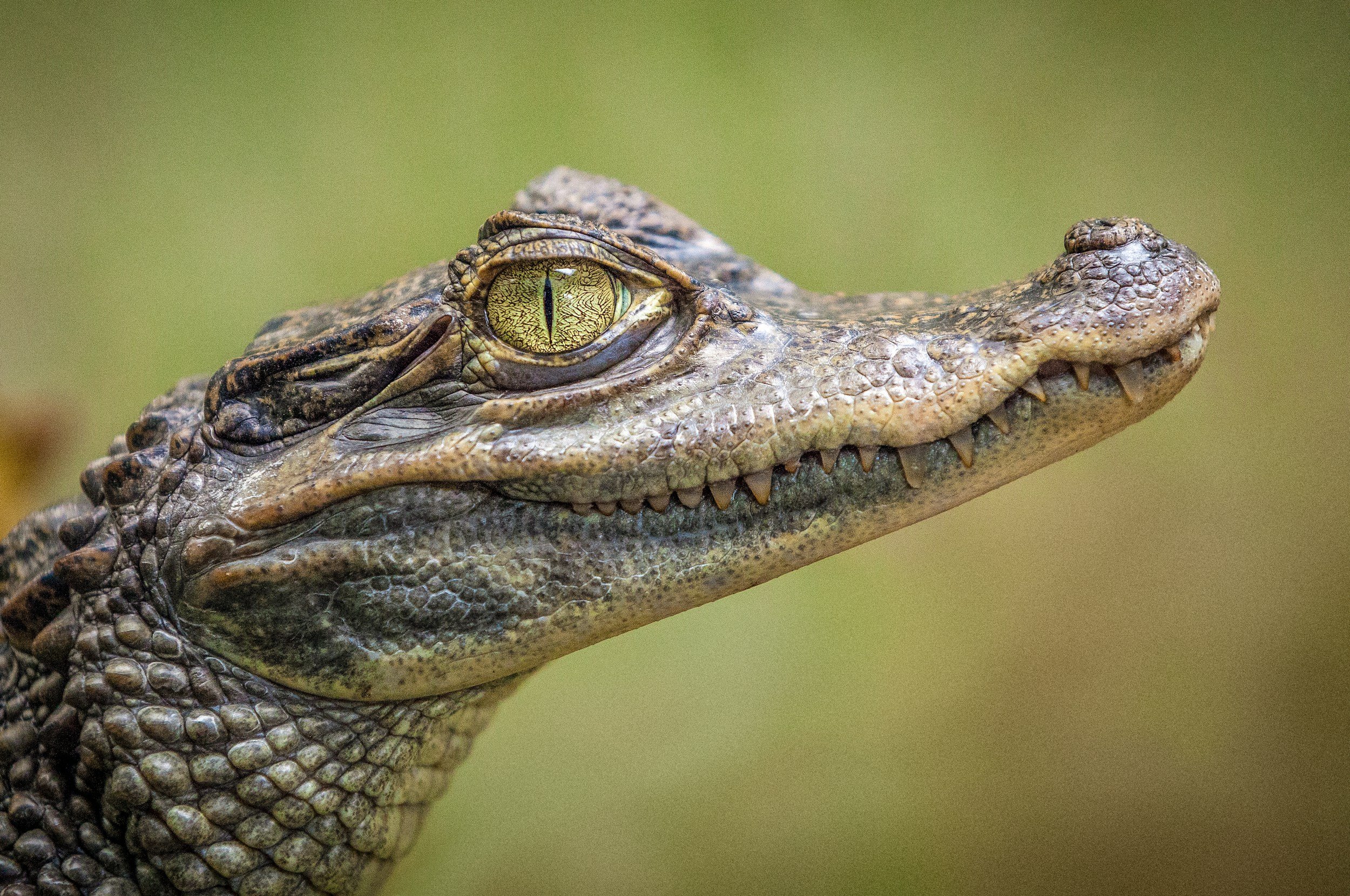 Crocosaurus Cove – Air Conditioner DDC Replacement &amp; HMI Modernisation