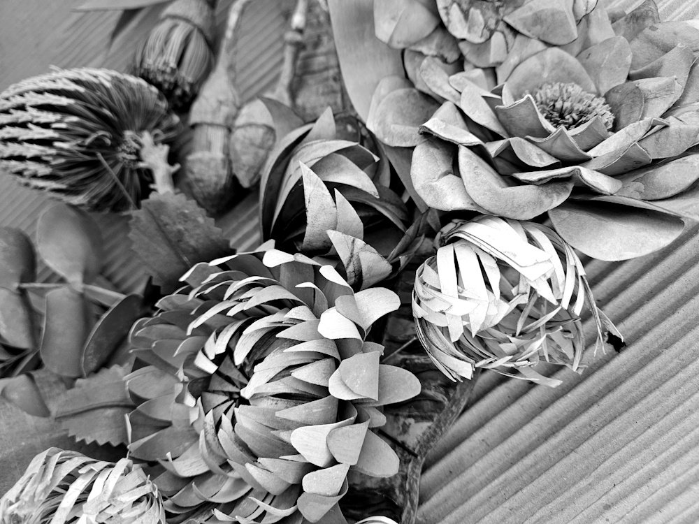 Black and white photo of various flowers and foliage, including a large blooming flower, pinecone, and layered leaves, arranged on a textured surface.