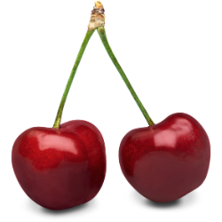Two cherries with stems on a split color background