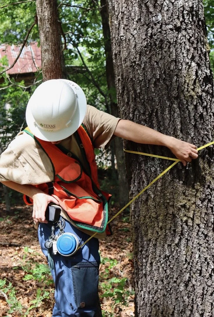 A person wearing a hard hat and a safety vest is measuring the circumference of a tree with a measuring tape in a wooded area.