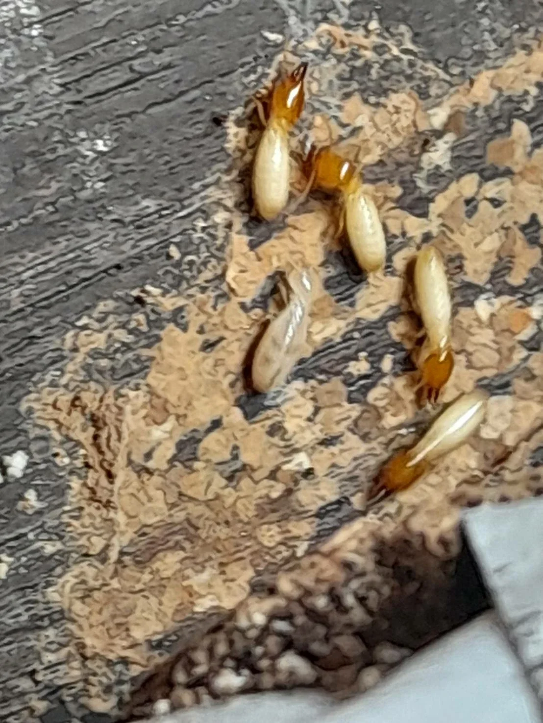 Several termites on a piece of wood and surrounding debris.