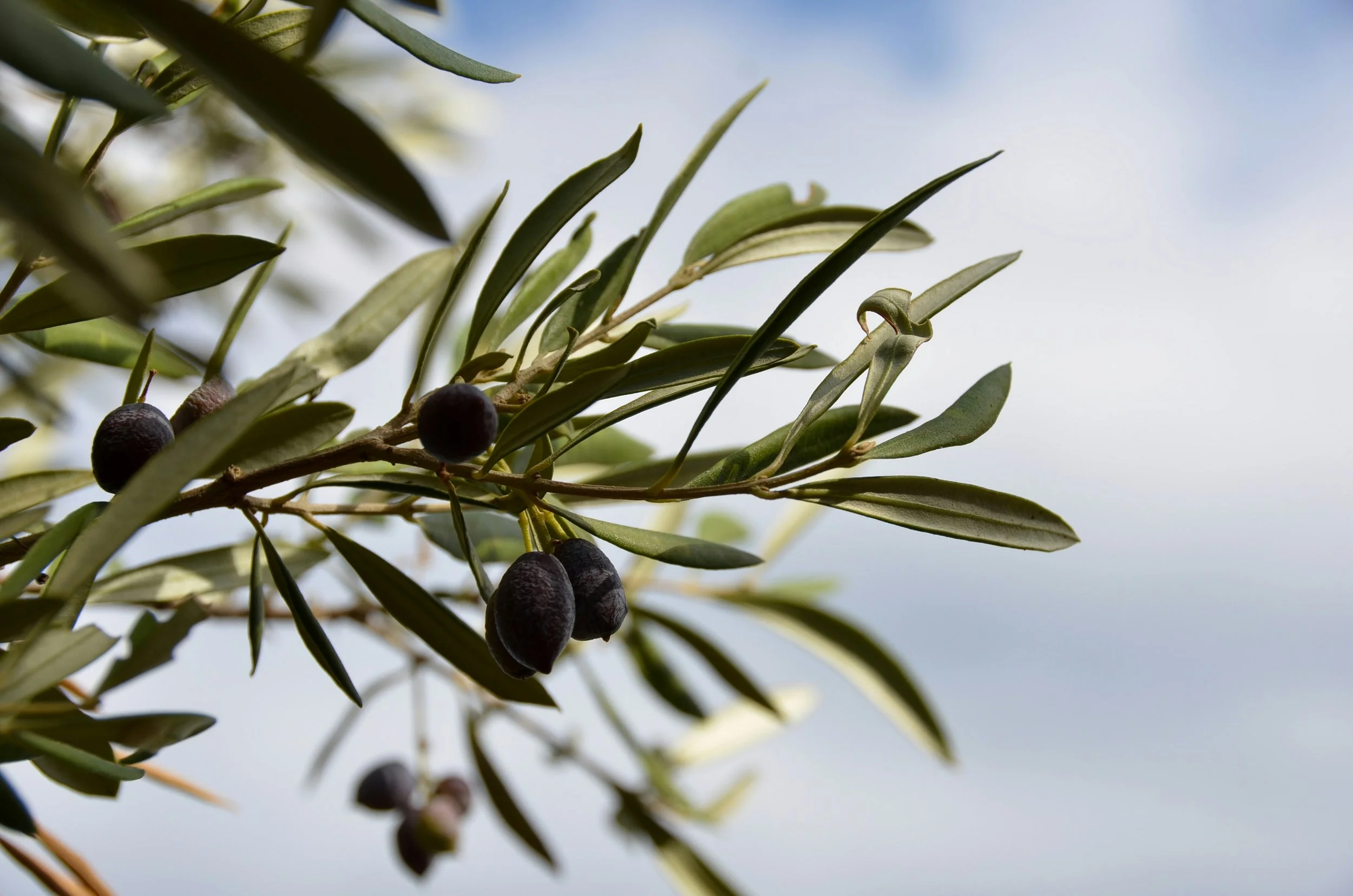 Branche d'olivier et olives noires, symbole du brunch grec Héra Coffee Nice.